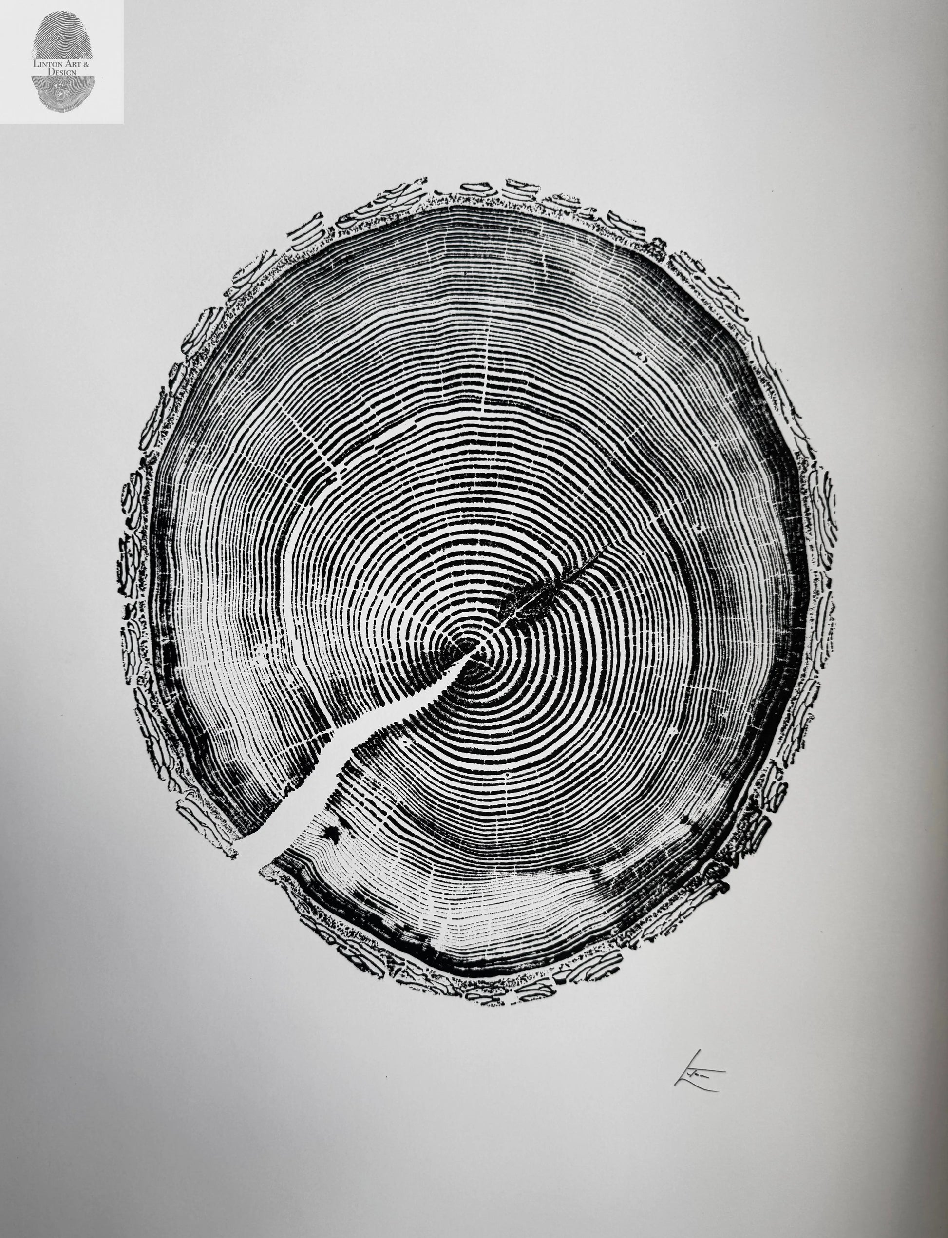 White Pine Tree Ring Impression – Taylor County, WI – 18x24 Signed Artwork lintonart