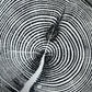 White Pine Tree Ring Impression – Taylor County, WI – 18x24 Signed Artwork lintonart