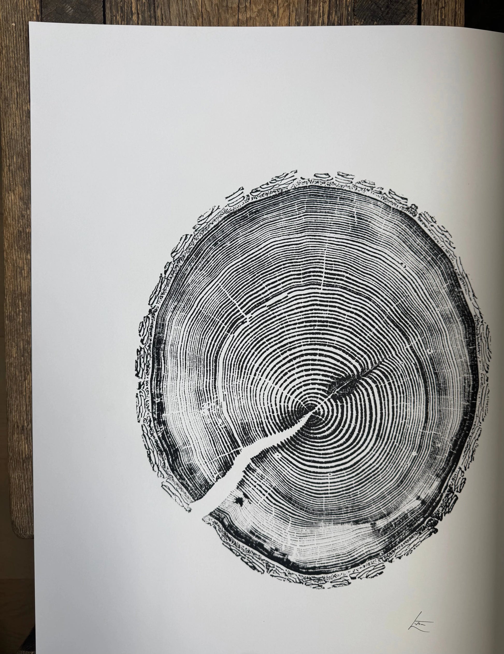 White Pine Tree Ring Impression – Taylor County, WI – 18x24 Signed Artwork lintonart