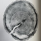 White Pine Tree Ring Impression – Taylor County, WI – 18x24 Signed Artwork lintonart