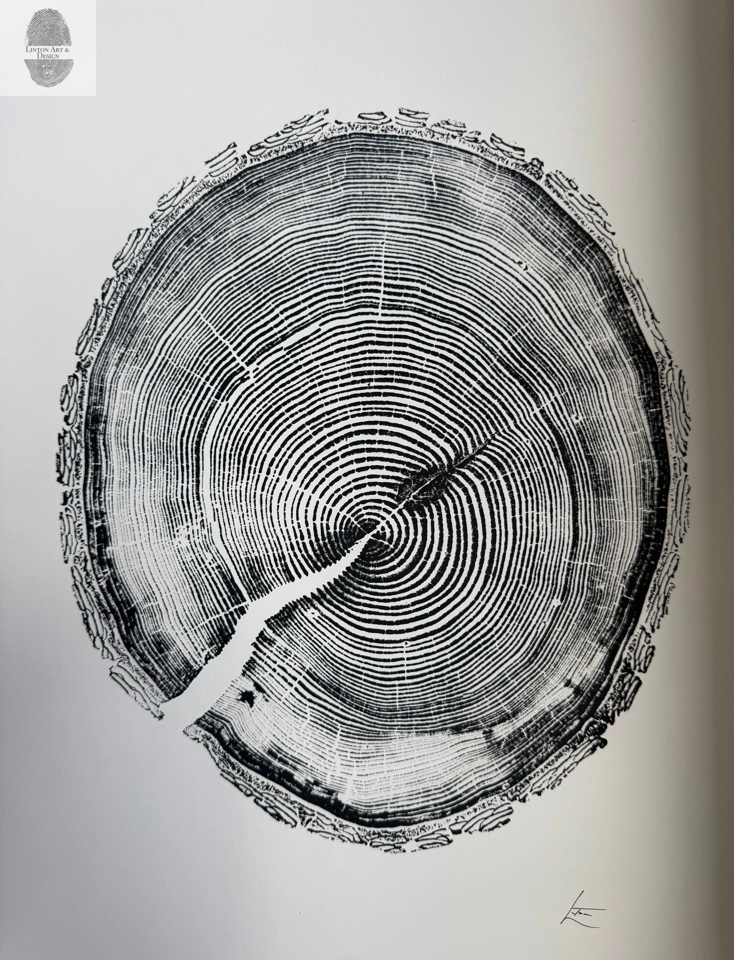 White Pine Tree Ring Impression – Taylor County, WI – 18x24 Signed Artwork lintonart