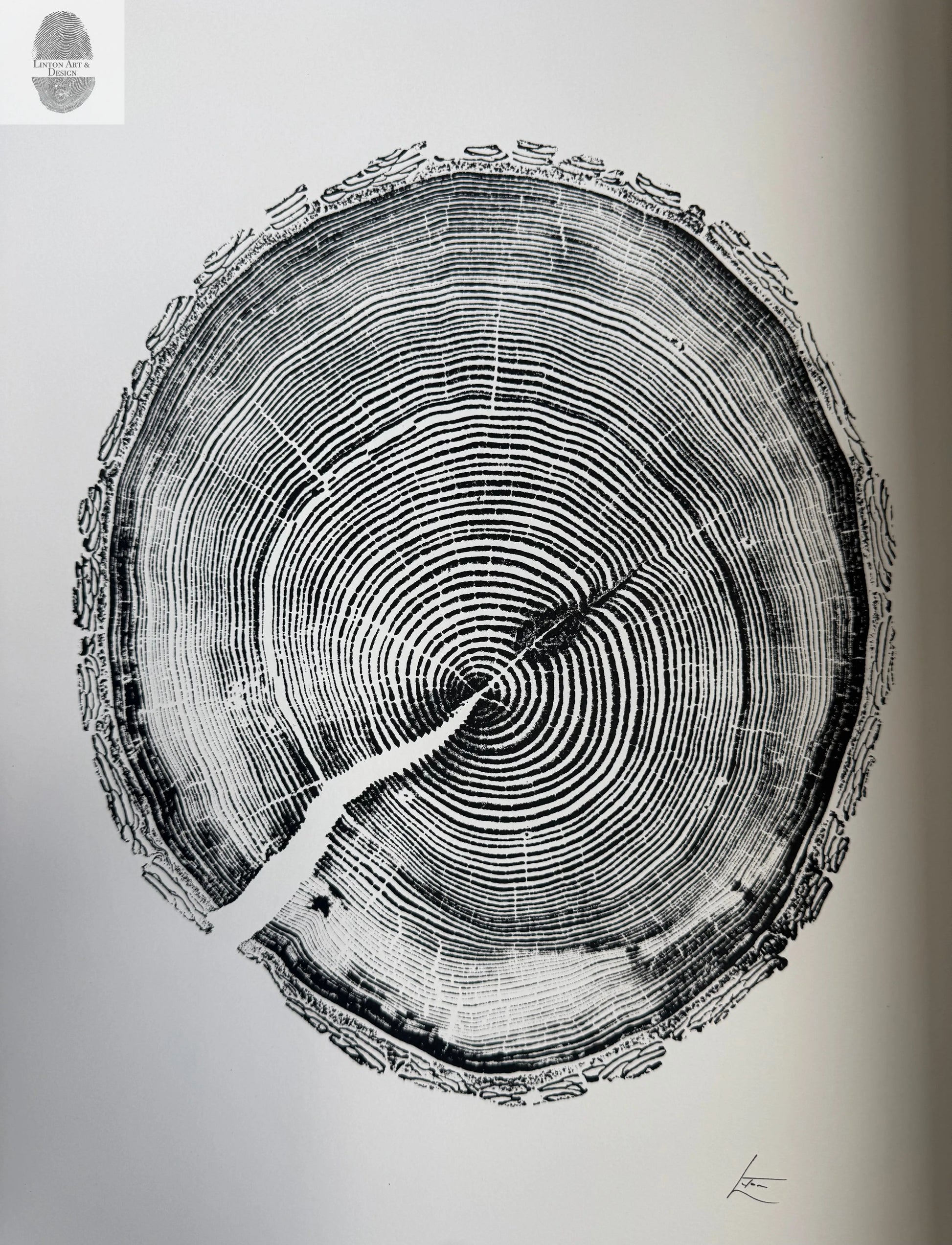 White Pine Tree Ring Impression – Taylor County, WI – 18x24 Signed Artwork lintonart