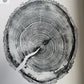 White Pine Tree Ring Impression – Taylor County, WI – 18x24 Signed Artwork lintonart