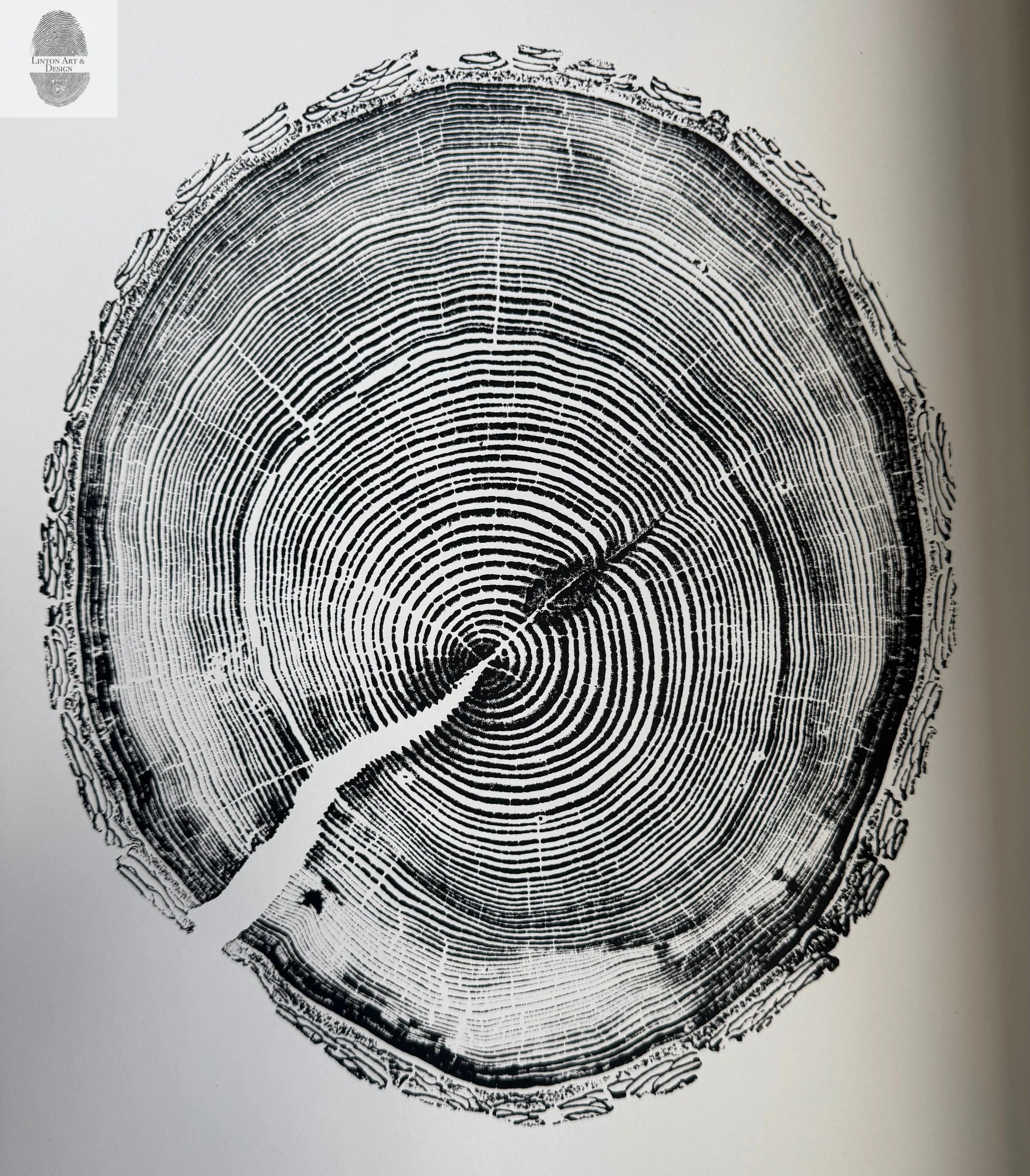 White Pine Tree Ring Impression – Taylor County, WI – 18x24 Signed Artwork lintonart