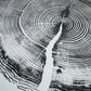 White Pine Tree Ring Impression – Taylor County, WI – 18x24 Signed Artwork lintonart