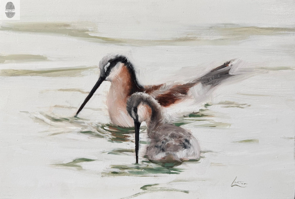 Wilson's Phalarope lintonart