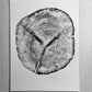 Alaska Cedar, Alaska Art, Denali, Shabby Tree, Tree Ring Print, Forager lintonart