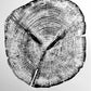 Alaska Cedar, Alaska Art, Denali, Shabby Tree, Tree Ring Print, Forager lintonart