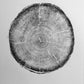Big Cottonwood Canyon, Tree Ring Print, Woodcut, Utah Art, Botanical Print, Father's Day Art, arborist art gift, Dendrology, Hand pressed lintonart