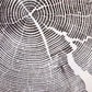 Crater Lake art, Oregon Print, Tree ring print, Woodcut print, Wood Wall art, Sacred Geometry, Forestry, National Parks, Signed Original lintonart