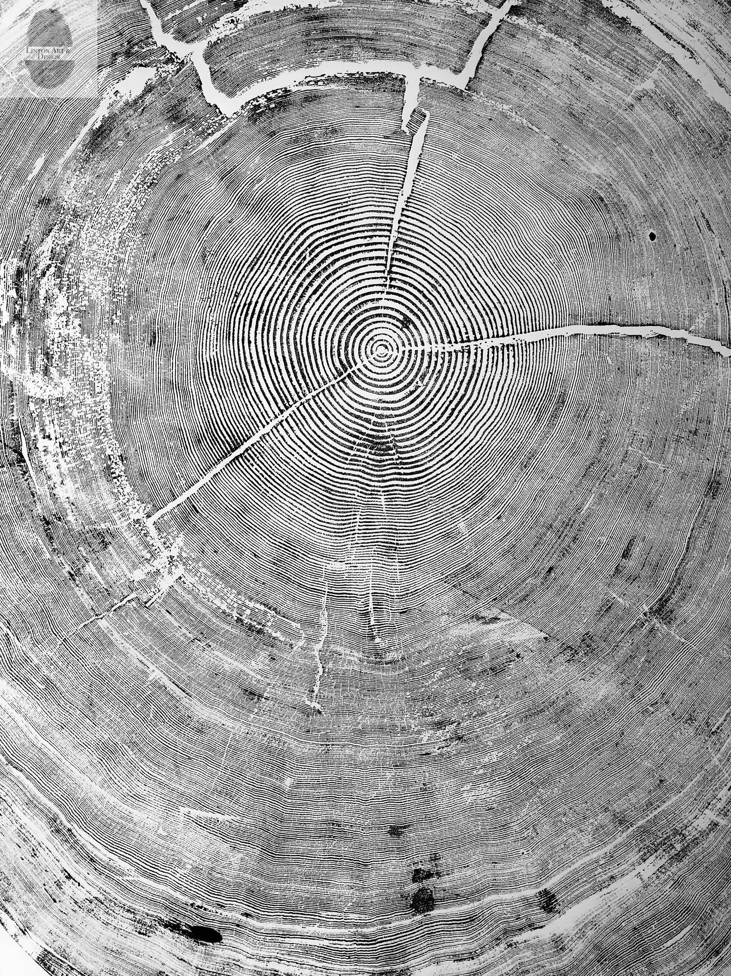 Oregon Coast Sitka Spruce - 52x60 print lintonart