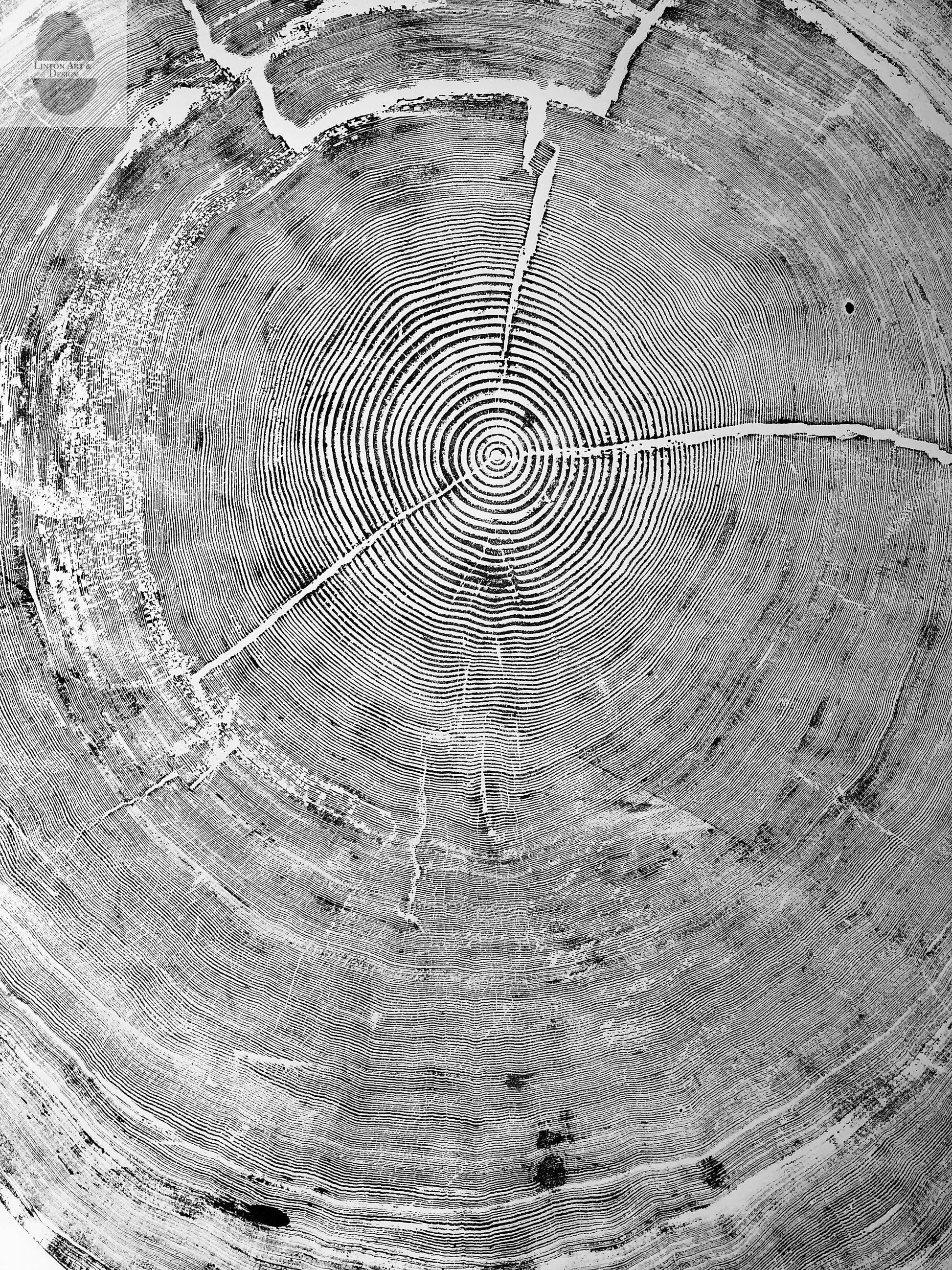 Oregon Coast Sitka Spruce - 52x60 print lintonart