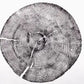 Set of 3, Utah Art, Alaska Art, Ohio State Art, Mulberry Tree, Cedar Tree, Wood Slice Wall Art lintonart