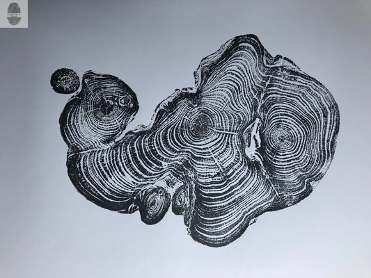Cypress from Ireland, Tree ring art print, Tree stump print, first anniversary gift, 18x24 inch woodcut, fifth anniversary gift, Linton Art lintonart