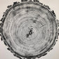 Denver Art, Rocky Mountains, Pine Tree Art, Tree ring Print, Woodcut Print lintonart
