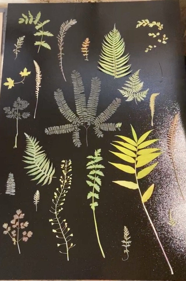 Ferns and Leaves Collage II Hand Pressed Monoprint - 24x36 giclee print