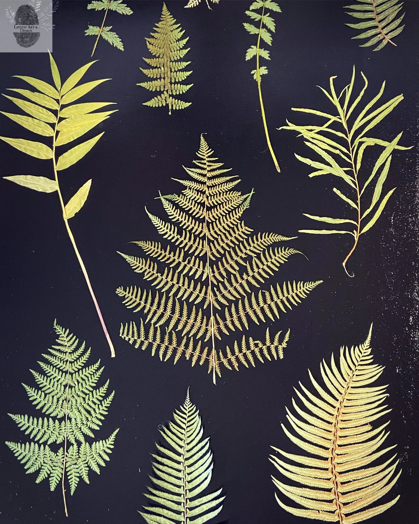 Ferns and Leaves Hand Pressed Botanical Monoprint on Black Set of 3 - 24x36 each giclee print lintonart