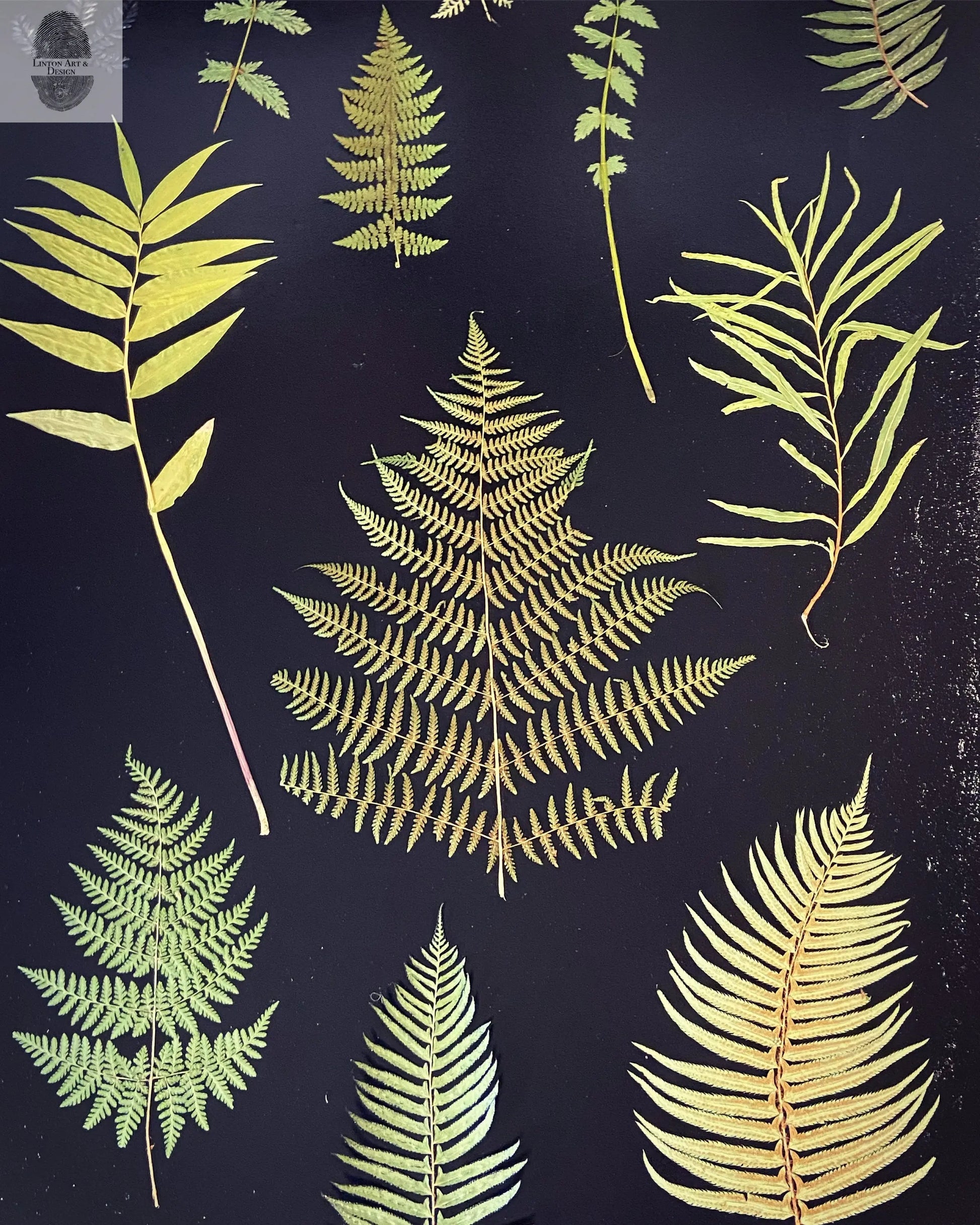 Ferns and Leaves Hand Pressed Botanical Monoprint on Black Set of 3 - 24x36 each giclee print lintonart