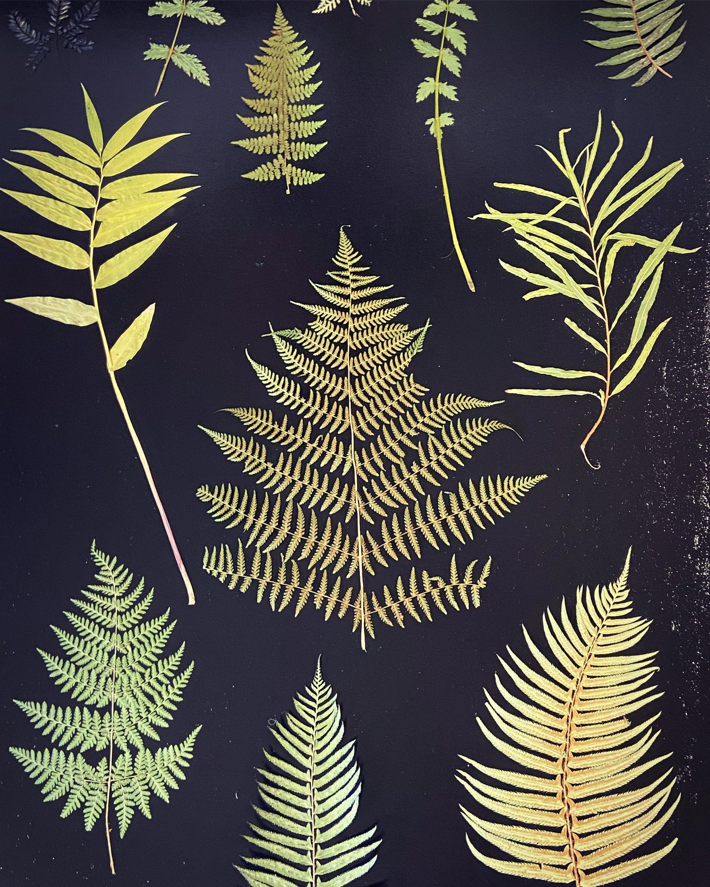 Ferns and Leaves Hand Pressed Botanical Monoprint on Black Set of 3 - 24x36 each giclee print
