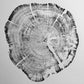 Glacier National Park, Montana Art, Tree ring art, Woodcut print, Tree ring art print, Christmas Tree, Arborist gifts lintonart