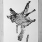 Glacier National Park, Montana Pine Tree Roots II - 18x4 print lintonart