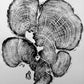 Grand Canyon Cedar, Tree Ring Print, woodcut art, Real tree rings, Nature inspired art, real tree art, Arborist art, Christmas art gifts lintonart