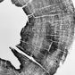 Iowa State, oak Tree, Lumber, Wood Wall Art, Woodcut print, Signed original lintonart