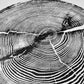 Lake Superior, Lumber, Wood Wall art, Woodcut print, Wood Burning art, Biology Gifts, Michigan Print, Tree of Life, 1 year anniversary, lintonart
