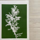 Locust Branch Hand Pressed Monoprint on Green - giclee print lintonart