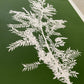 Locust Branch Hand Pressed Monoprint on Green - giclee print lintonart