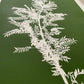 Locust Branch Hand Pressed Monoprint on Green - giclee print lintonart