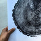Maine Print, Balm of Gilead, Tree ring print, Maine Poster, Arcadia, Arborist, Forestry, Live Edge wood, Signed original lintonart