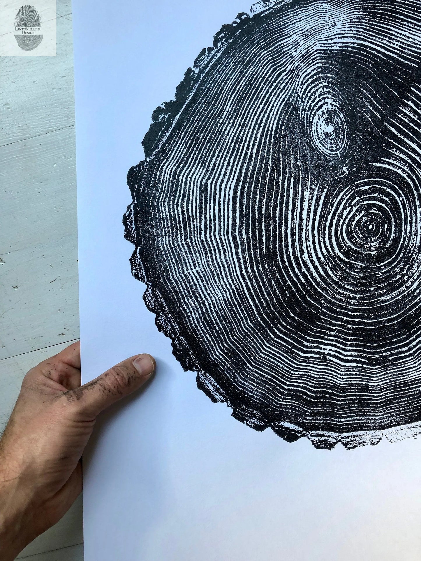 Maine Print, Balm of Gilead, Tree ring print, Maine Poster, Arcadia, Arborist, Forestry, Live Edge wood, Signed original lintonart