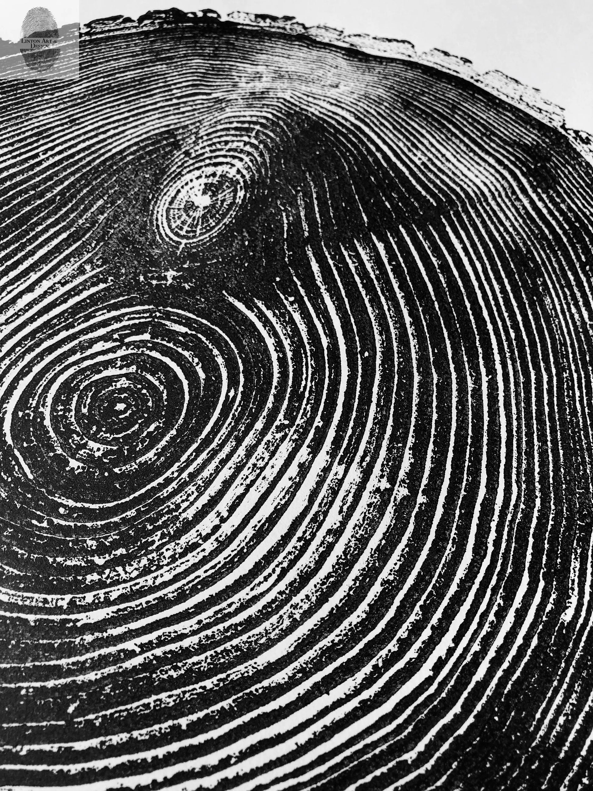 Maine Print, Balm of Gilead, Tree ring print, Maine Poster, Arcadia, Arborist, Forestry, Live Edge wood, Signed original lintonart