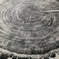Minnesota Oak - 24x36 print lintonart