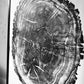 Nauvoo, Illinois Oak - 24x36 print lintonart