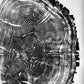 Nauvoo, Illinois Oak - 24x36 print lintonart