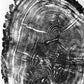 Nauvoo, Illinois Oak - 24x36 print lintonart