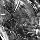 Nauvoo, Illinois Oak - 24x36 print lintonart