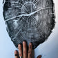 Nauvoo, Illinois Osage Orange - 18x24 print lintonart