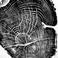 Nauvoo, Illinois Osage Orange - 18x24 print lintonart