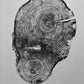 Oak, Pine, & Hemlock Set of 4 - 24x36 each print lintonart
