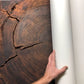 Oregon Coast Sitka Spruce - 52x60 print lintonart