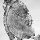 Oregon Coast, Cannon Beach, Driftwood Wall Art, Tree Ring Print, Cascade Mountains, Woodcut Art lintonart