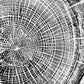 Oregon Coast, Cannon Beach, Driftwood Wall Art, Tree Ring Print, Cascade Mountains, Woodcut Art lintonart