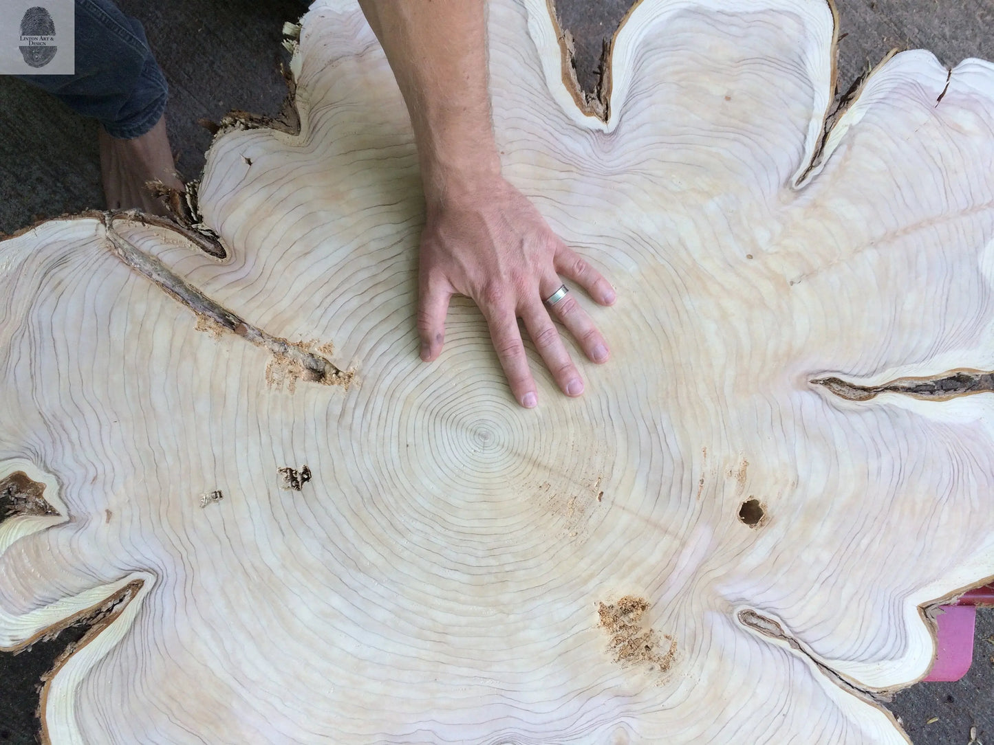 Oregon Western Red Cedar - 36x48 print lintonart