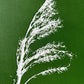 Pampas Grass Hand Pressed Botanical Monotype on Green - Original Print 9x9 inches lintonart