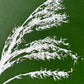 Pampas Grass Hand Pressed Botanical Monotype on Green - Original Print 9x9 inches lintonart