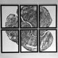 Pennsylvania Sugar Maple Set of 6 - 12x16 each print lintonart