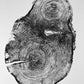 Puget Sound, Seattle, Washington Hemlock - 24x36 print lintonart